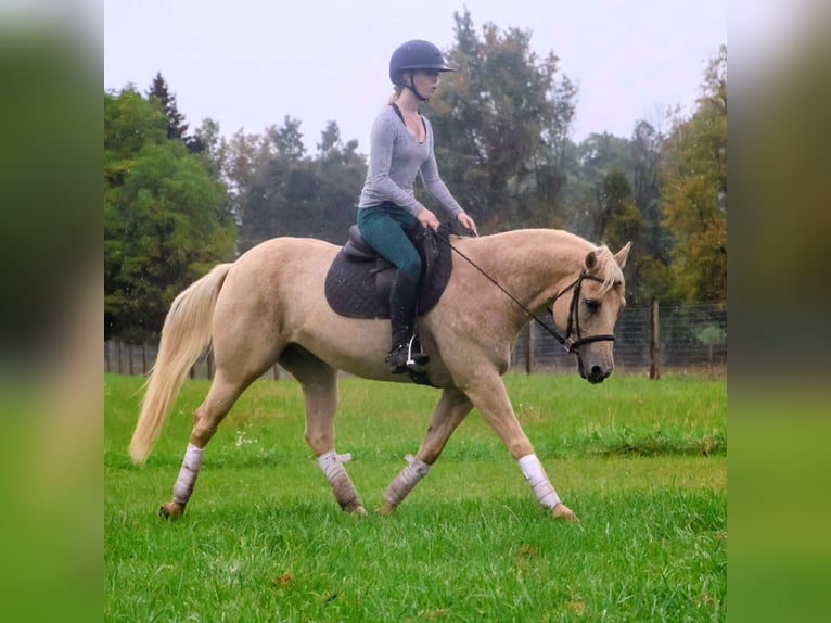 American Quarter Horse Wallach 10 Jahre 147 cm Palomino in Howell