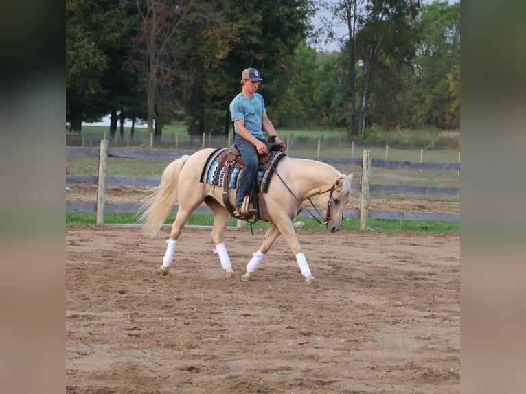 American Quarter Horse Wallach 10 Jahre 147 cm Palomino in Howell