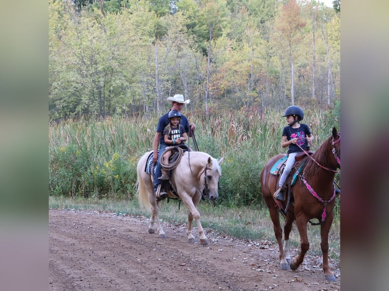 American Quarter Horse Wallach 10 Jahre 147 cm Palomino in Howell