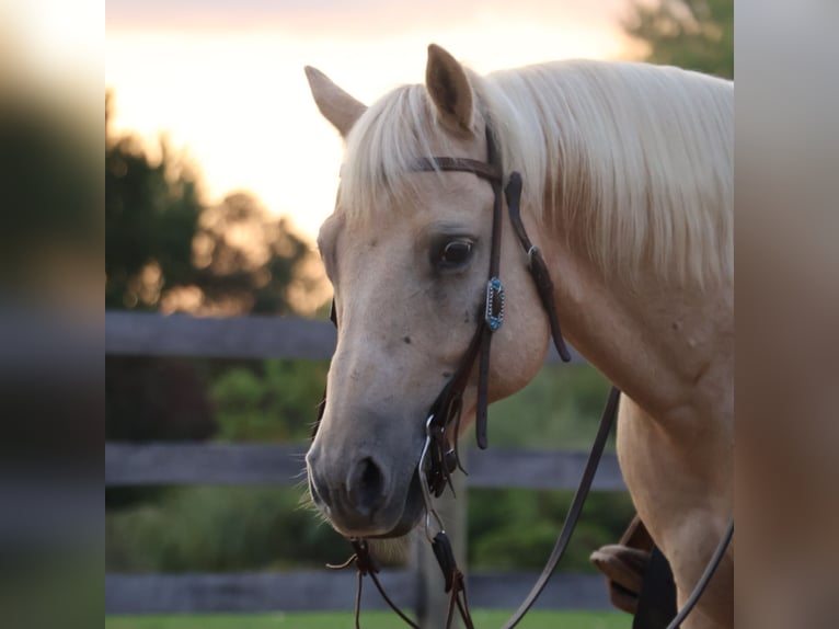 American Quarter Horse Wallach 10 Jahre 147 cm Palomino in Howell