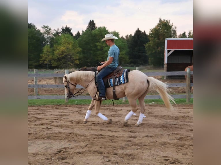 American Quarter Horse Wallach 10 Jahre 147 cm Palomino in Howell
