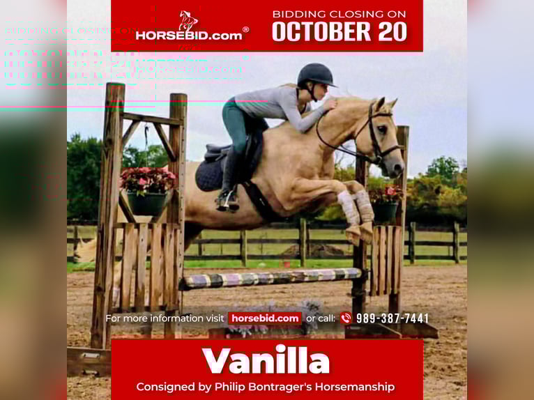 American Quarter Horse Wallach 10 Jahre 147 cm Palomino in Howell
