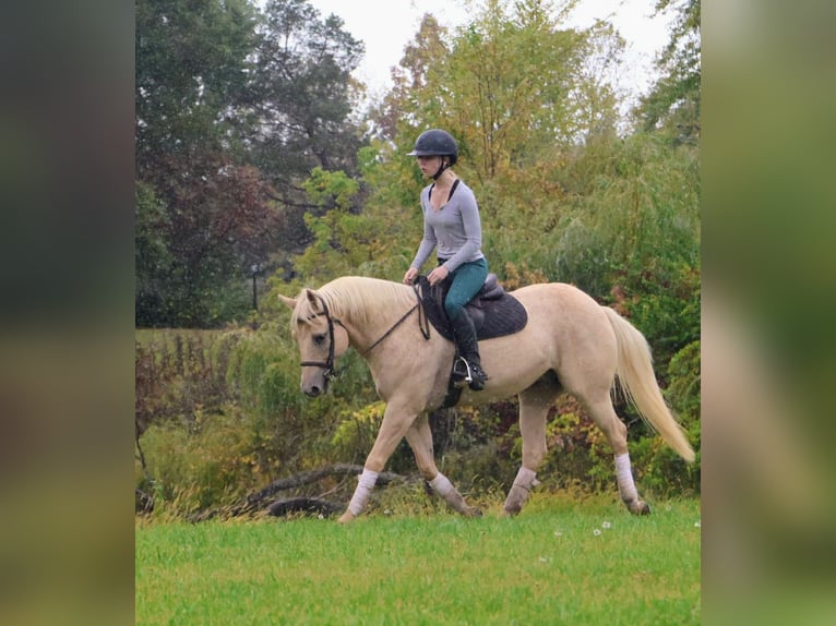 American Quarter Horse Wallach 10 Jahre 147 cm Palomino in Howell