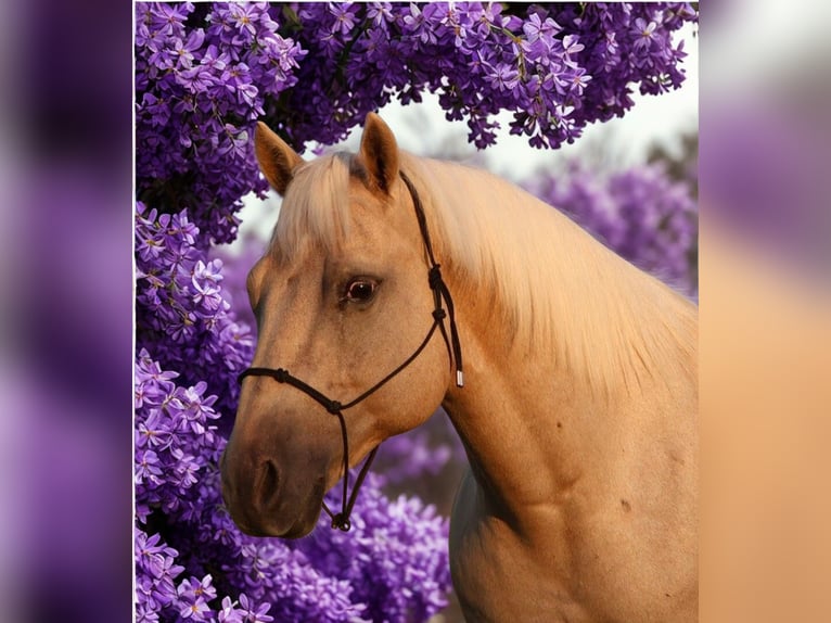 American Quarter Horse Wallach 10 Jahre 147 cm Palomino in Howell