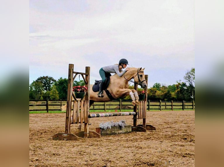 American Quarter Horse Wallach 10 Jahre 147 cm Palomino in Howell