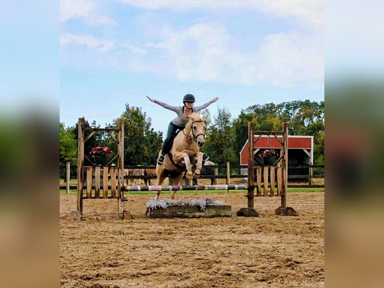 American Quarter Horse Wallach 10 Jahre 147 cm Palomino in Howell