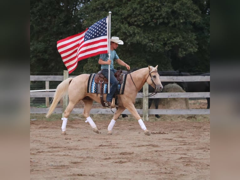 American Quarter Horse Wallach 10 Jahre 147 cm Palomino in Howell