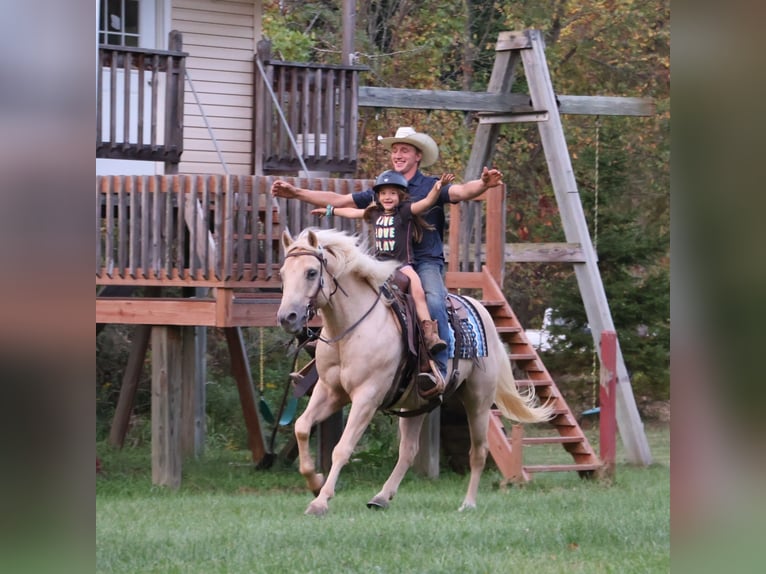 American Quarter Horse Wallach 10 Jahre 147 cm Palomino in Howell