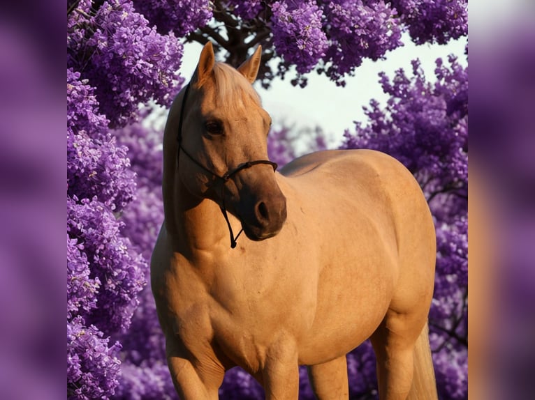 American Quarter Horse Wallach 10 Jahre 147 cm Palomino in Howell