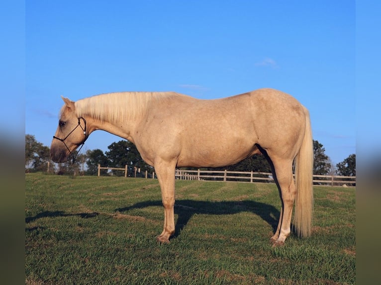 American Quarter Horse Wallach 10 Jahre 147 cm Palomino in Howell
