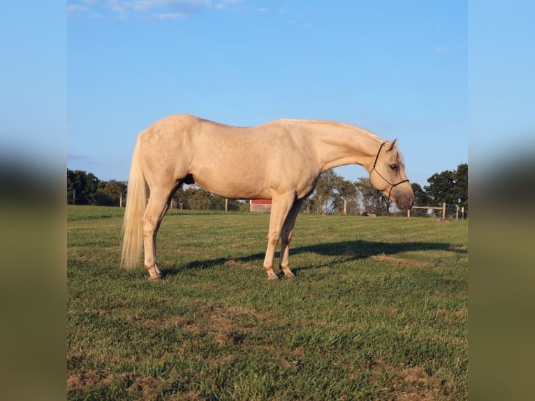 American Quarter Horse Wallach 10 Jahre 147 cm Palomino in Howell