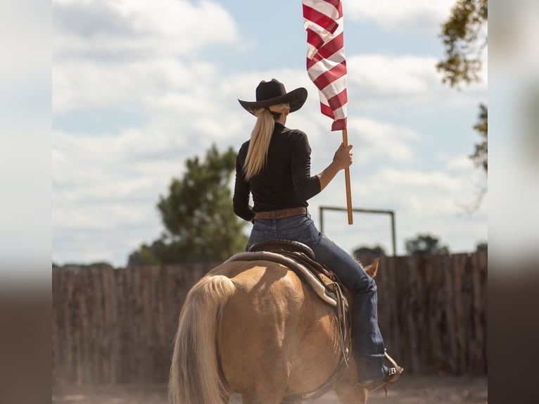 American Quarter Horse Wallach 10 Jahre 147 cm Palomino in Troy