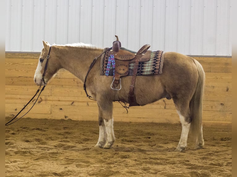 American Quarter Horse Wallach 10 Jahre 147 cm Palomino in Bloomfield, IA