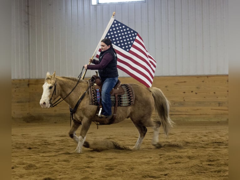 American Quarter Horse Wallach 10 Jahre 147 cm Palomino in Bloomfield, IA