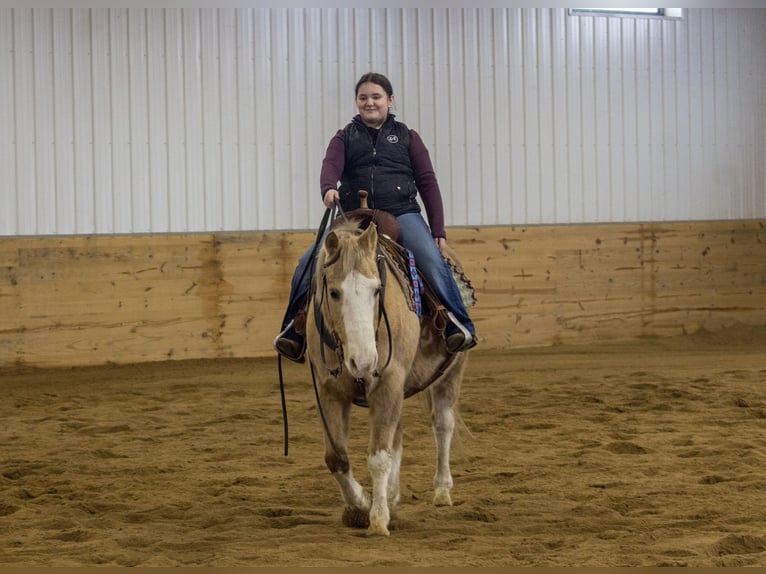 American Quarter Horse Wallach 10 Jahre 147 cm Palomino in Bloomfield, IA