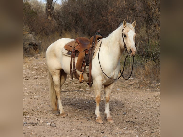 American Quarter Horse Wallach 10 Jahre 147 cm Palomino in Camp Verde AZ