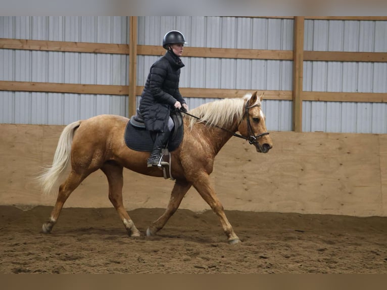 American Quarter Horse Wallach 10 Jahre 147 cm Palomino in Howell, MI