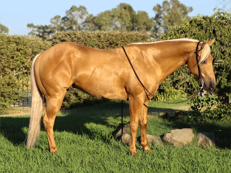 American Quarter Horse Wallach 10 Jahre 147 cm Palomino in Pleasant Grove, CA