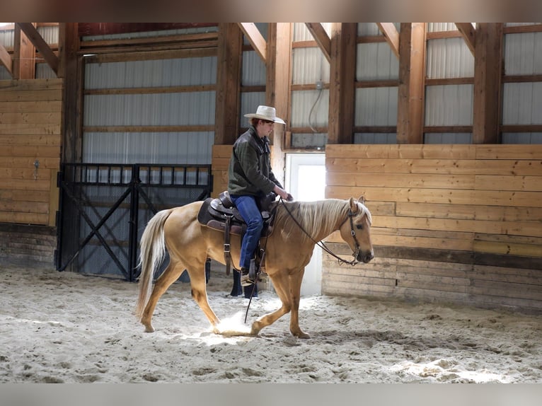 American Quarter Horse Wallach 10 Jahre 147 cm Palomino in Mc Connellsburg