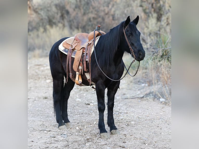 American Quarter Horse Wallach 10 Jahre 147 cm Rappe in Camp Verde AZ