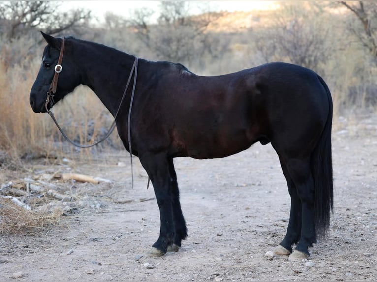 American Quarter Horse Wallach 10 Jahre 147 cm Rappe in Camp Verde AZ