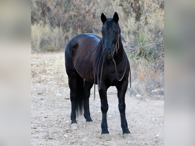 American Quarter Horse Wallach 10 Jahre 147 cm Rappe in Camp Verde AZ