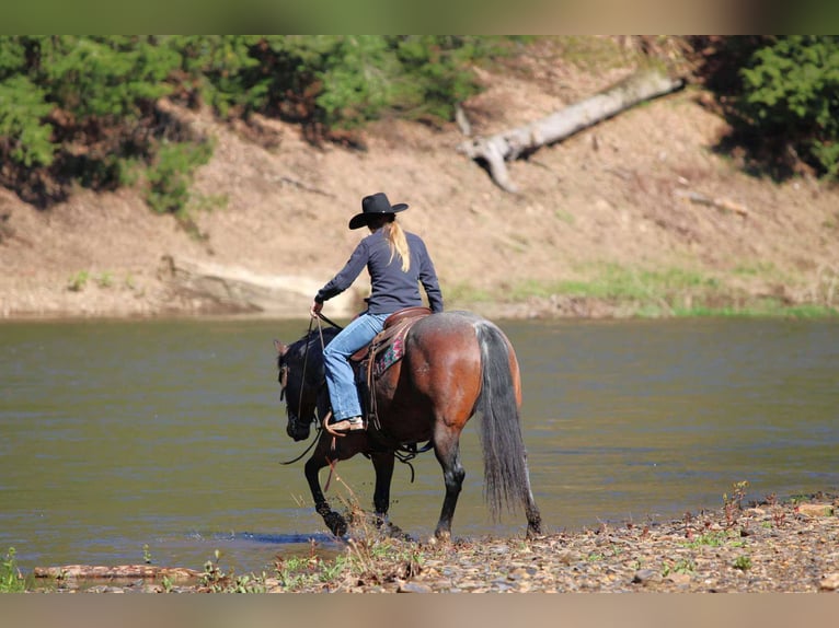 American Quarter Horse Wallach 10 Jahre 147 cm Roan-Bay in Clarion, PA