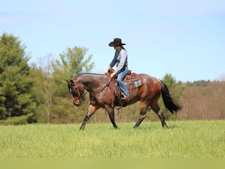 American Quarter Horse Wallach 10 Jahre 147 cm Roan-Bay in Clarion, PA
