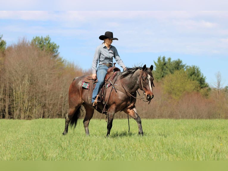 American Quarter Horse Wallach 10 Jahre 147 cm Roan-Bay in Clarion, PA