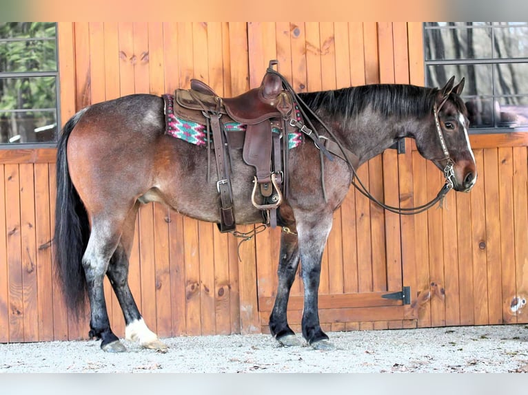 American Quarter Horse Wallach 10 Jahre 147 cm Roan-Bay in Clarion, PA