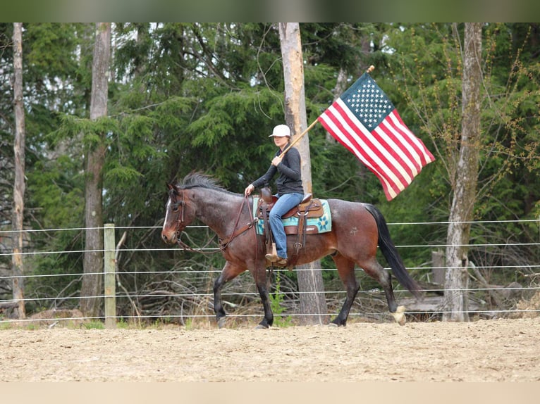 American Quarter Horse Wallach 10 Jahre 147 cm Roan-Bay in Clarion, PA