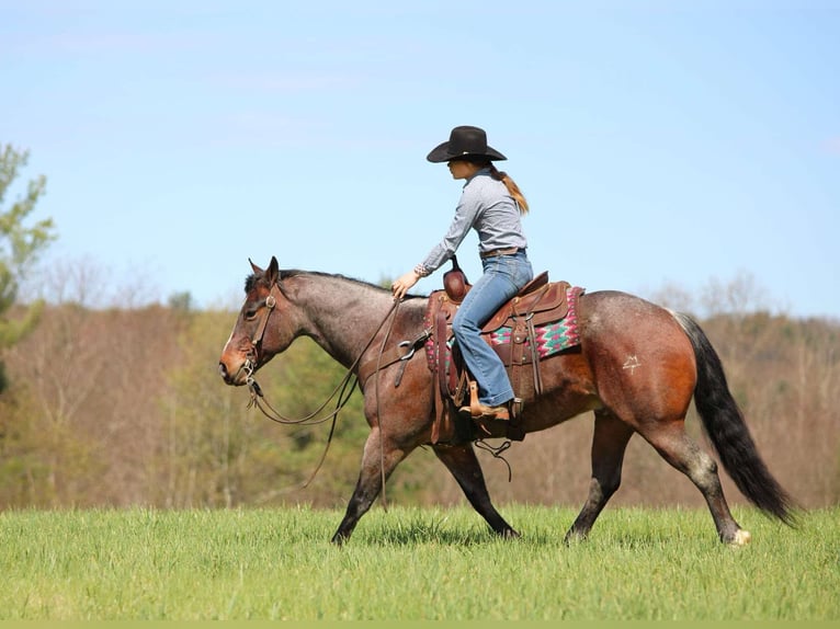 American Quarter Horse Wallach 10 Jahre 147 cm Roan-Bay in Clarion, PA