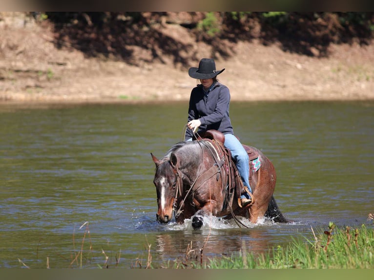 American Quarter Horse Wallach 10 Jahre 147 cm Roan-Bay in Clarion, PA