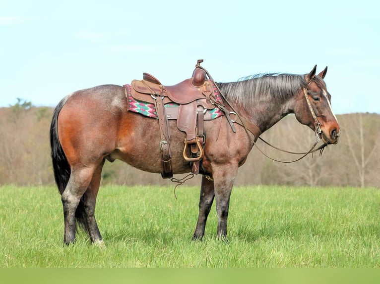 American Quarter Horse Wallach 10 Jahre 147 cm Roan-Bay in Clarion, PA