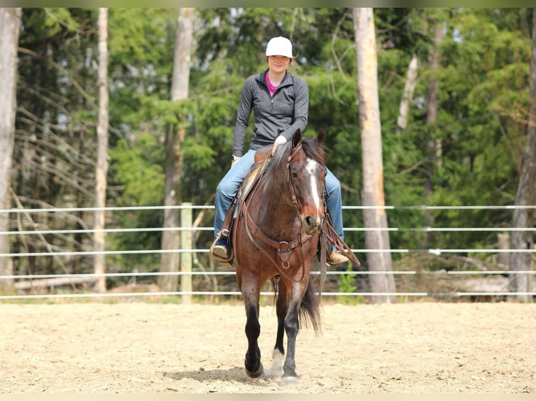 American Quarter Horse Wallach 10 Jahre 147 cm Roan-Bay in Clarion, PA
