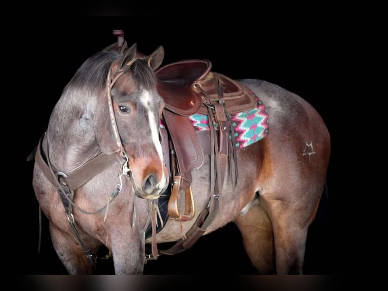 American Quarter Horse Wallach 10 Jahre 147 cm Roan-Bay in Clarion, PA