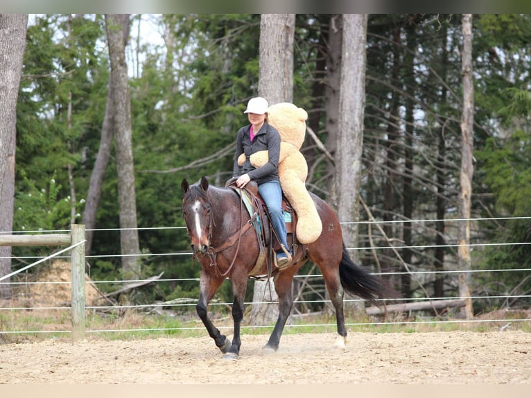 American Quarter Horse Wallach 10 Jahre 147 cm Roan-Bay in Clarion, PA