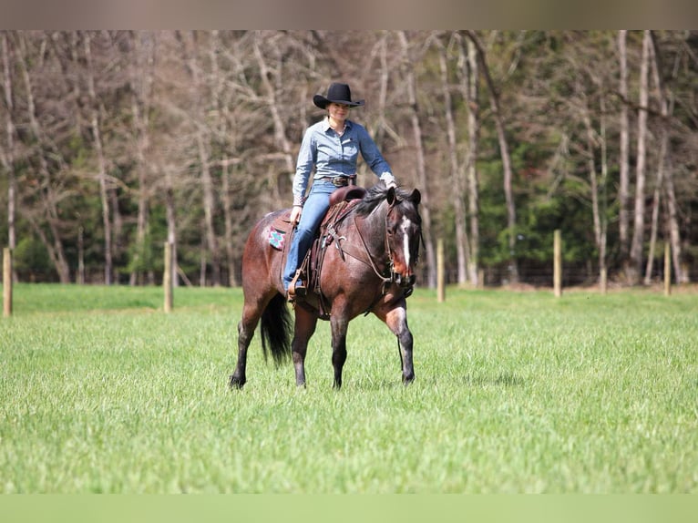 American Quarter Horse Wallach 10 Jahre 147 cm Roan-Bay in Clarion, PA