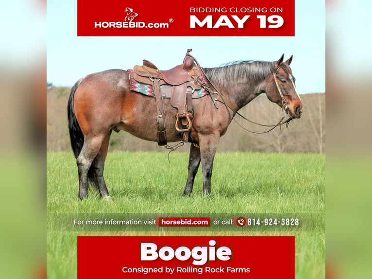 American Quarter Horse Wallach 10 Jahre 147 cm Roan-Bay in Clarion, PA
