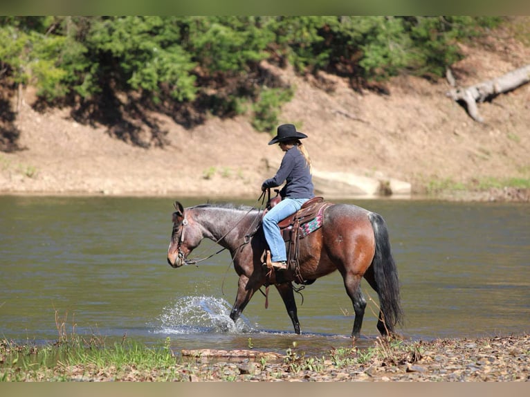 American Quarter Horse Wallach 10 Jahre 147 cm Roan-Bay in Clarion, PA