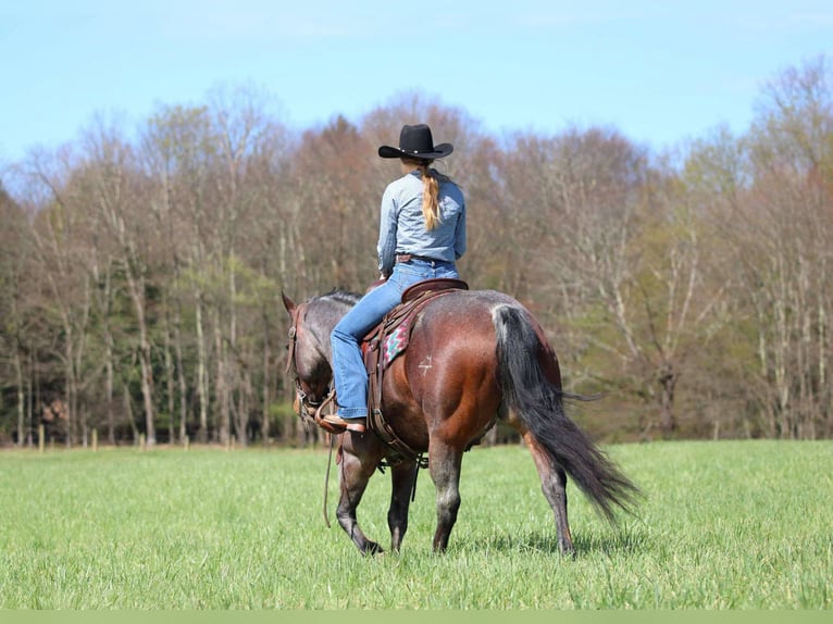 American Quarter Horse Wallach 10 Jahre 147 cm Roan-Bay in Clarion, PA