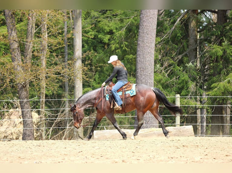 American Quarter Horse Wallach 10 Jahre 147 cm Roan-Bay in Clarion, PA