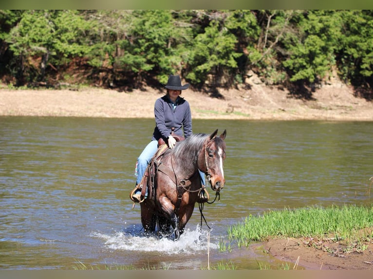 American Quarter Horse Wallach 10 Jahre 147 cm Roan-Bay in Clarion, PA