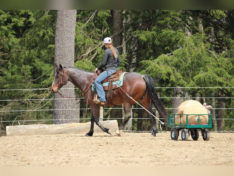 American Quarter Horse Wallach 10 Jahre 147 cm Roan-Bay in Clarion, PA