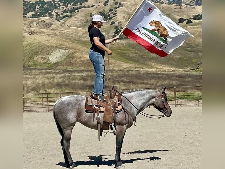 American Quarter Horse Wallach 10 Jahre 147 cm Roan-Bay in Bitterwater CA