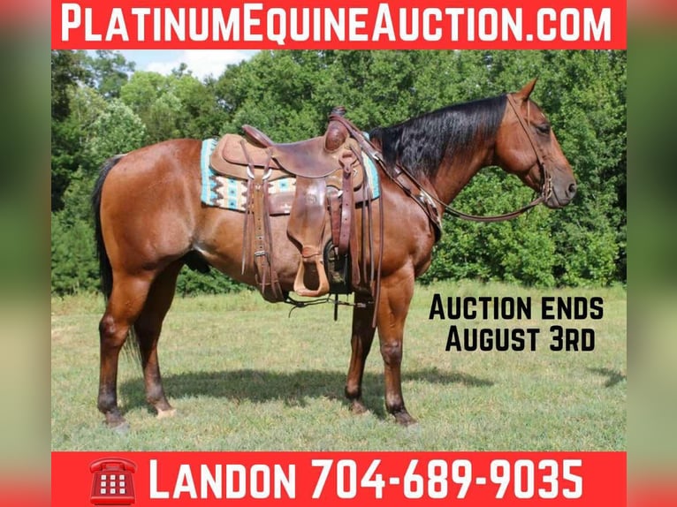 American Quarter Horse Wallach 10 Jahre 147 cm Roan-Bay in Cherryville NC