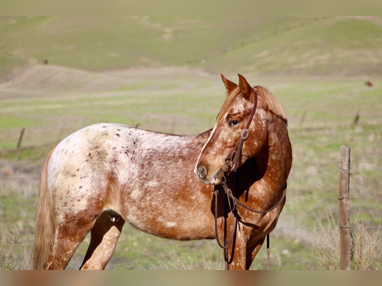 American Quarter Horse Wallach 10 Jahre 147 cm Roan-Red in Bitterwater CA