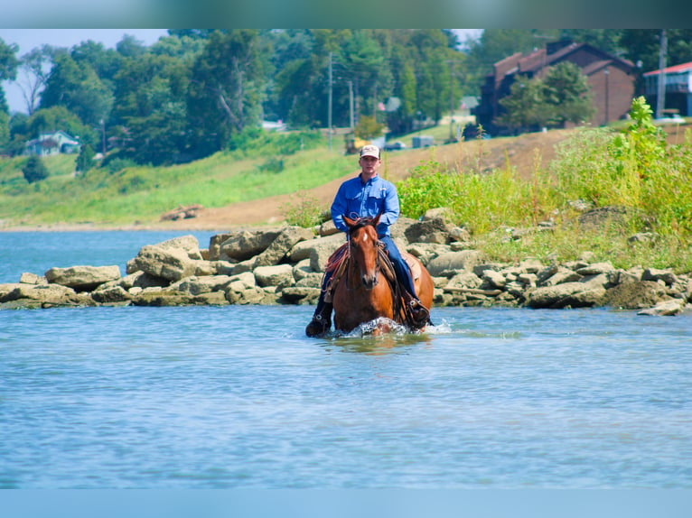 American Quarter Horse Wallach 10 Jahre 147 cm Rotbrauner in Stephenville Tx