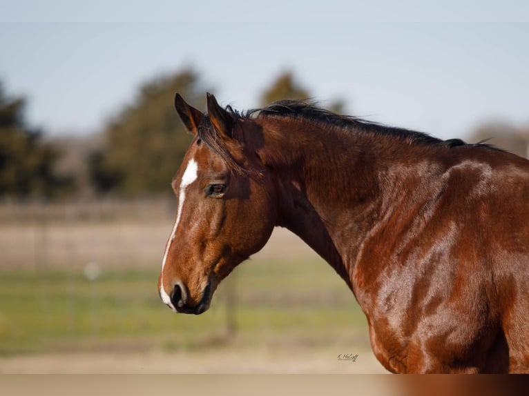 American Quarter Horse Wallach 10 Jahre 147 cm Rotbrauner in Ravennna TX