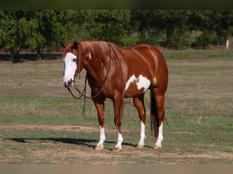 American Quarter Horse Wallach 10 Jahre 147 cm Rotfuchs in Cleburne TX